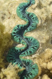 Boring Clam