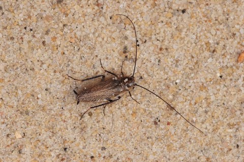 Small cockroach