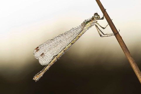 Emerald Damselfly