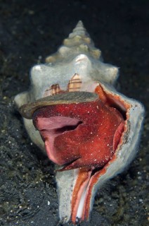 Trapezium ribbon snail