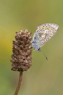 Common Blue