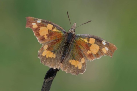 Nettle-tree Butterfly