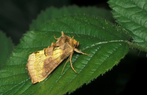 Burnished brass