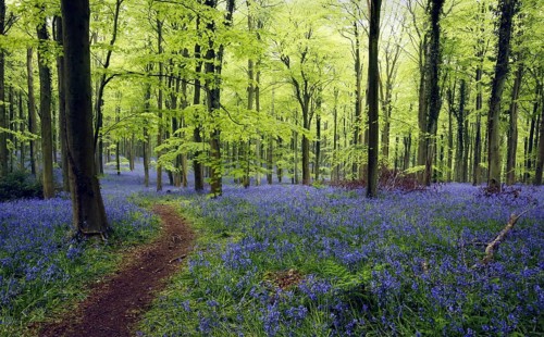 Flowering mass of hyacinthoides non-scripta