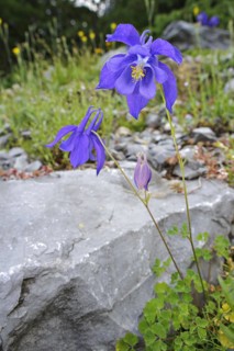 Bertoloni's columbine