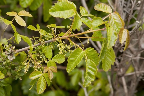 Pacific Poison Oak