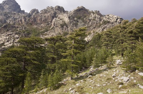 Pinus nigra laricio corsicanus