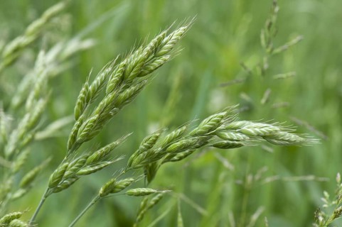 Brome