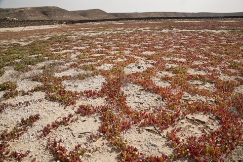 Slenderleaf Iceplant
