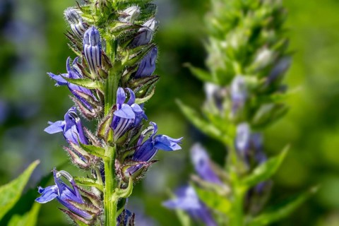 Big Blue Lobelia