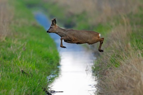 European european roe deer