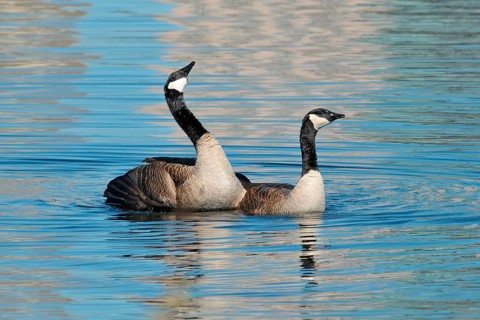 Canada geese