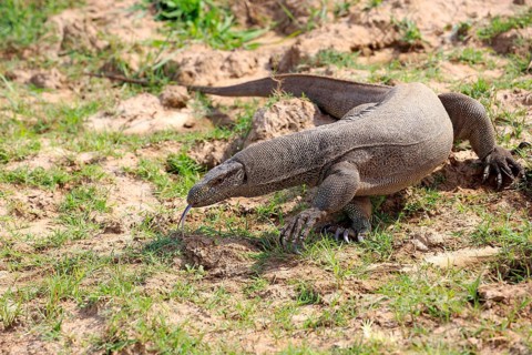 Bengal bengal monitor