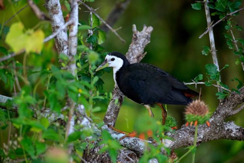 White-breasted water-hen