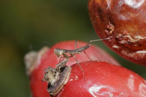 Praying mantis