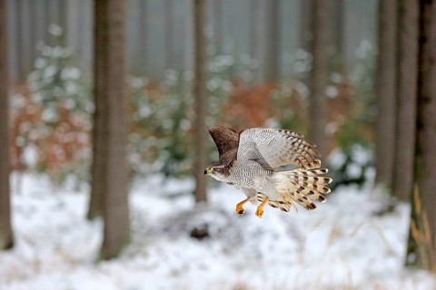 Northern goshawk