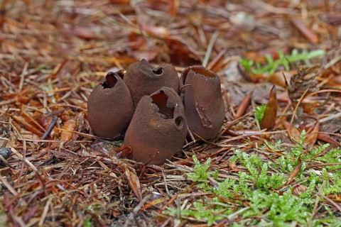 Toad Ear Mushroom