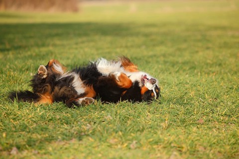 Bernese Mountain Dog
