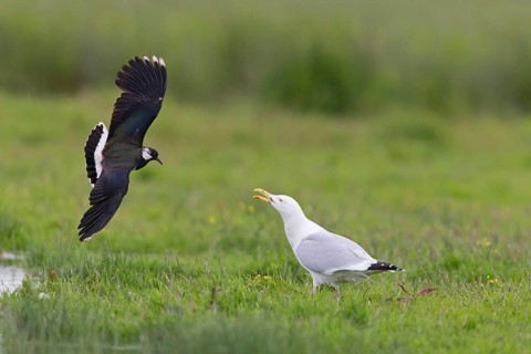 Northern Lapwing