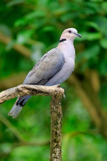 North African Laughing Dove