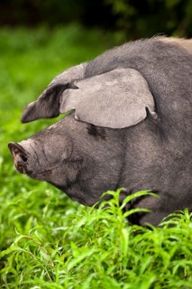 Domestic pig
