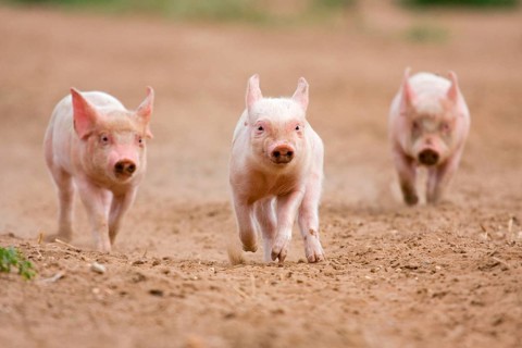 Domestic Pig