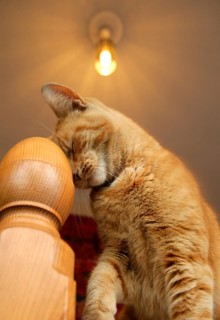 Domestic cat