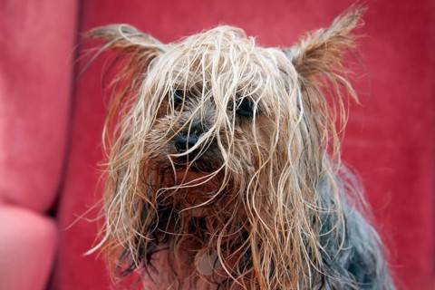 Domestic dog