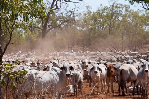 Domestic Cattle