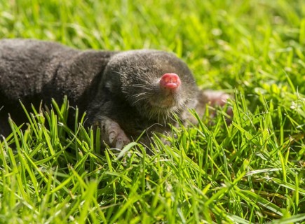 European Mole