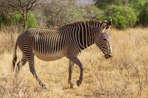 Grevy's grevy's zebra