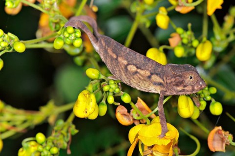 Panther chameleon