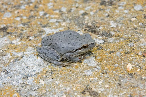 Stripeless Treefrog