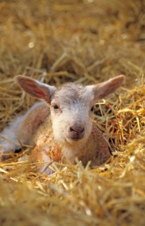 Domestic Sheep