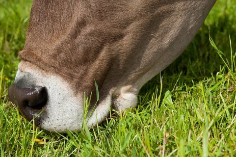 Domestic cattle