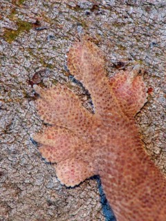 Common house gecko