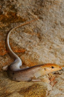 Socotra Skink
