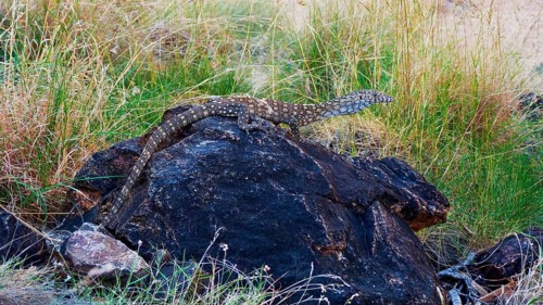 Perentie