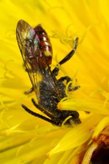 Cuckoo bee