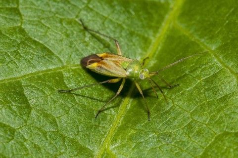Potato capsid bug