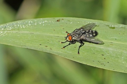 Grey flesh fly