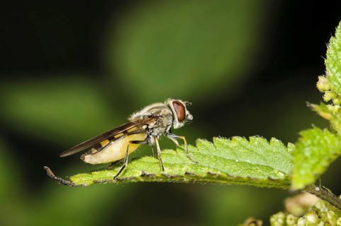 Small hoverfly