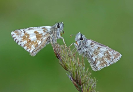 Olive skipper