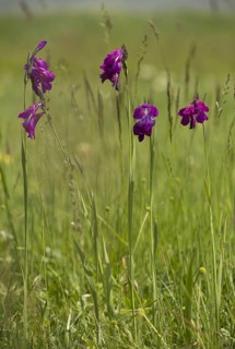 Wild gladiolus