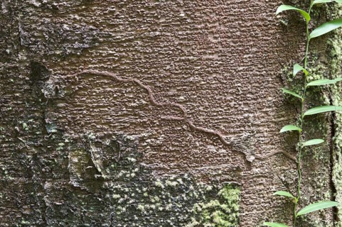 Guianese dicorynia