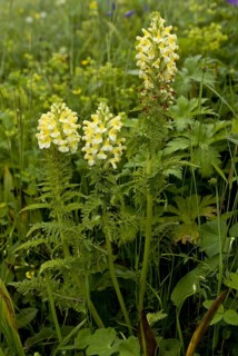 Yellow Lousewort