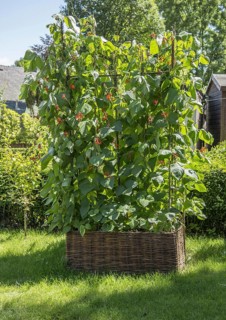 Harvesting scarlet runner bean
