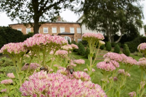Western Honey Bee