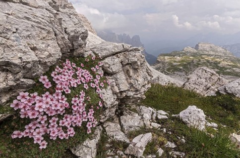 Flowering Bright dolomite cinquefoil