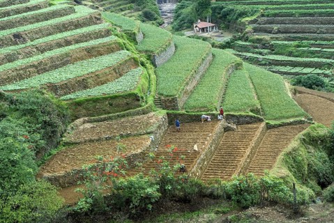 Terrace cultivation